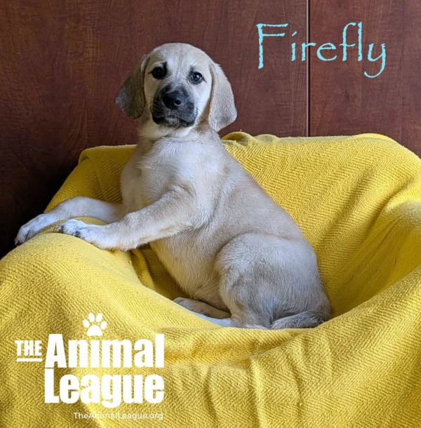 Firefly
