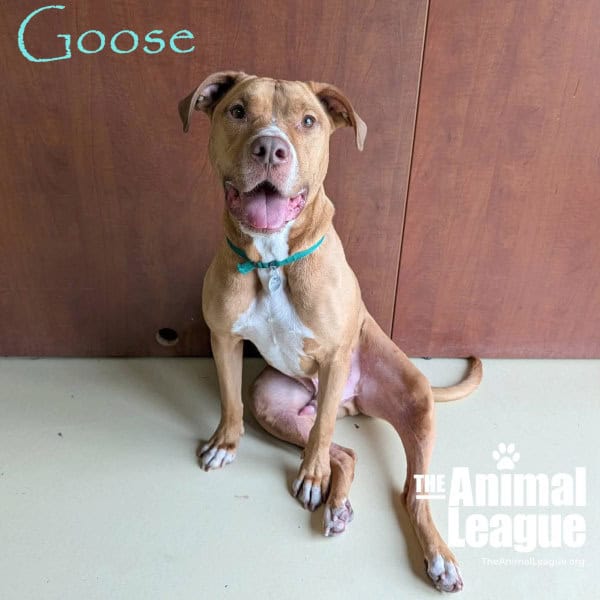 Goose