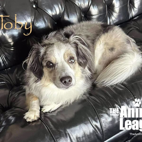 Toby