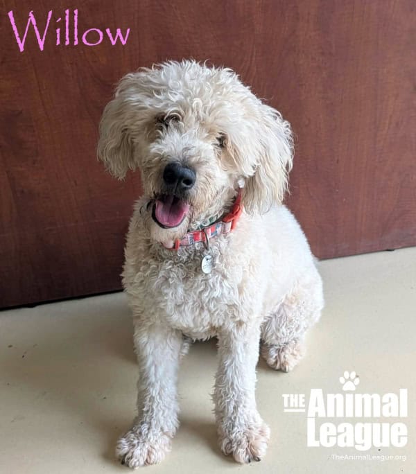 Willow