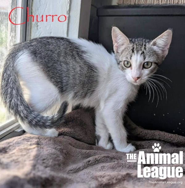 Churro