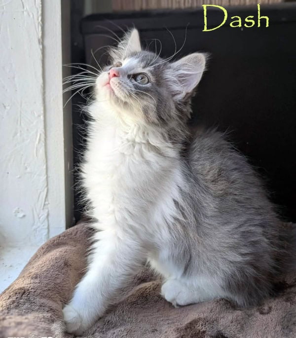 Dash