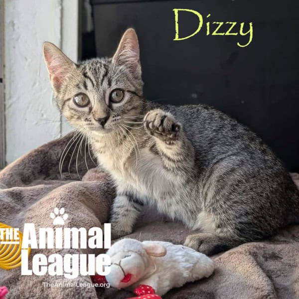 Dizzy