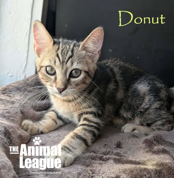 Donut