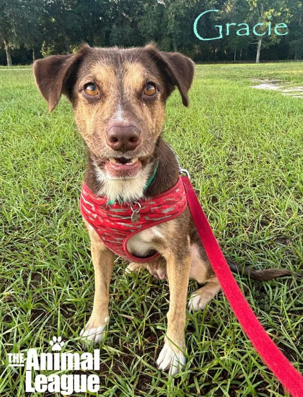 Gracie