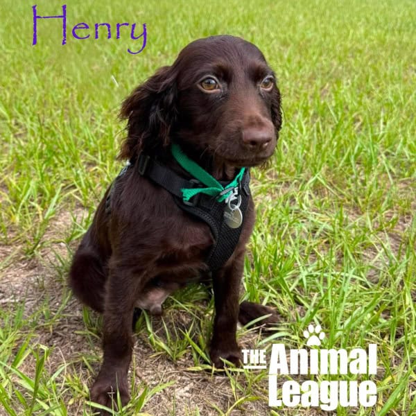 Henry