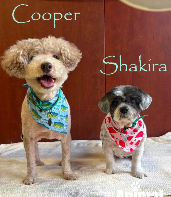 Cooper & Shakira