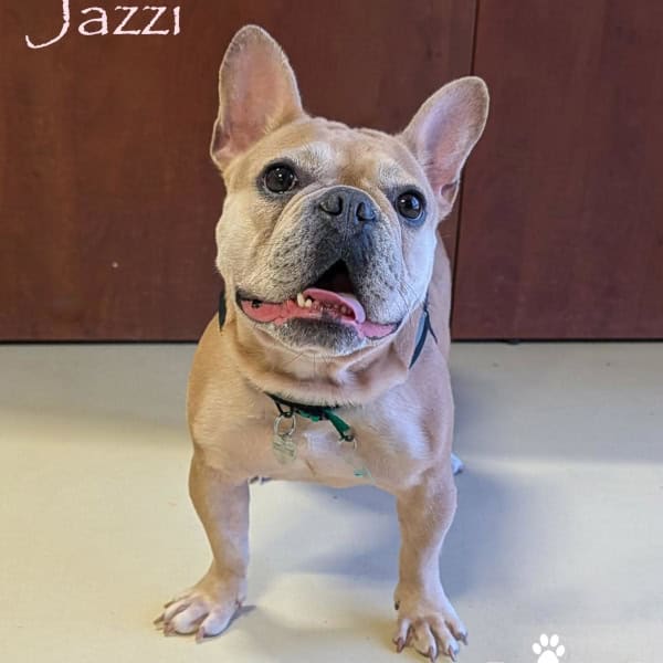 Jazzi