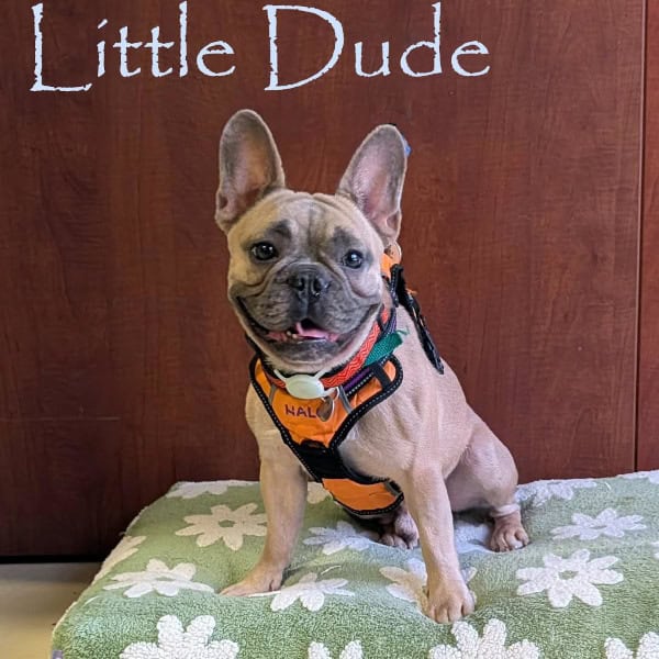 Little Dude