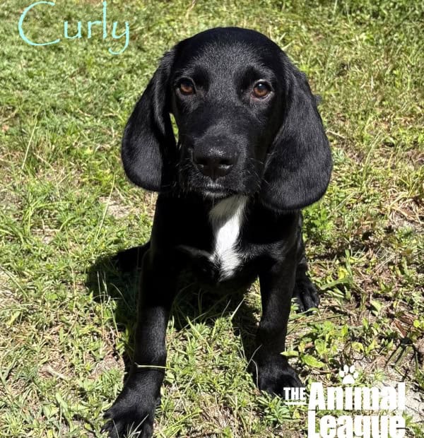 Curly is black with a line of white/cream down his chest. His brown eyes look friendly but possibly a little sad at the same time.