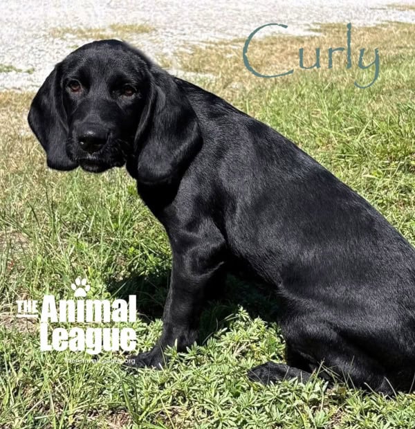 Side view of Curly. He looks completely black from this angle.