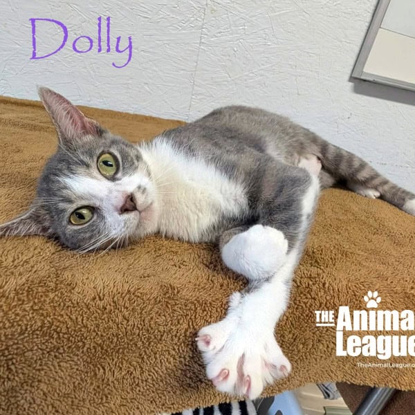 Dolly is a silver tabby with white on her face, chest, belly and paws. She is lying down on her side and looks as though she is mid-play, as a front paw is stretched out and looking ready to catch something.