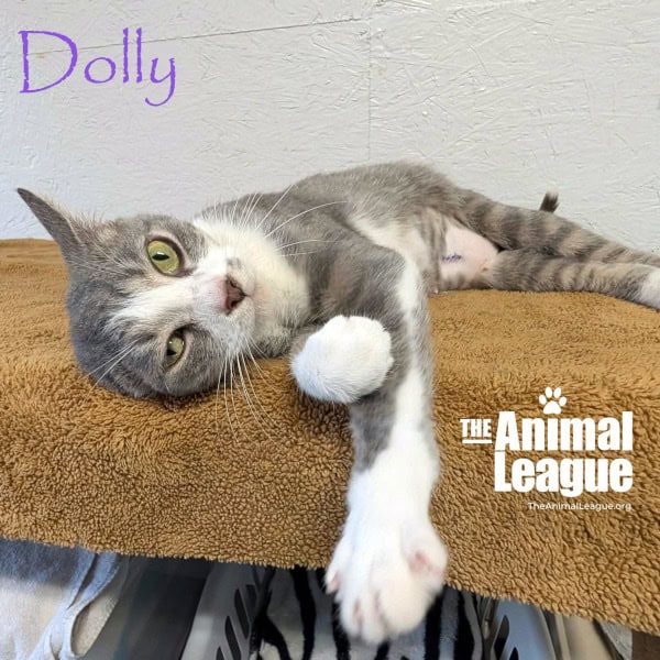 Dolly is looking relaxed and floppy. One ear is tucked under her head where she is resting it on a fleece blanket.