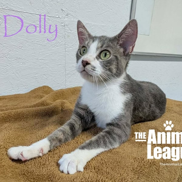 Dolly is lying on her tummy, still looking interested in something.