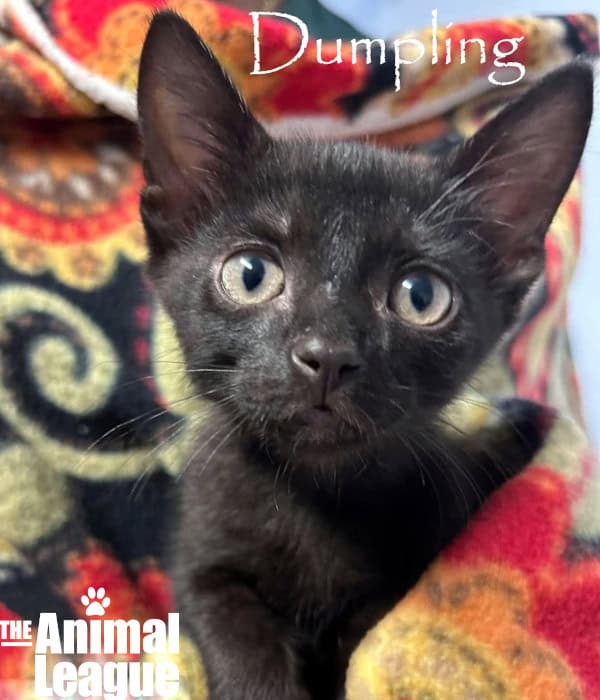 Dumpling is black with green eyes. He is snuggled up in a blanket but wide awake and looking at the camera.