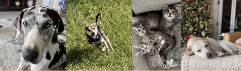 Great Danes, Tabby kittens, and Labradors are among the animals needing a foster home.