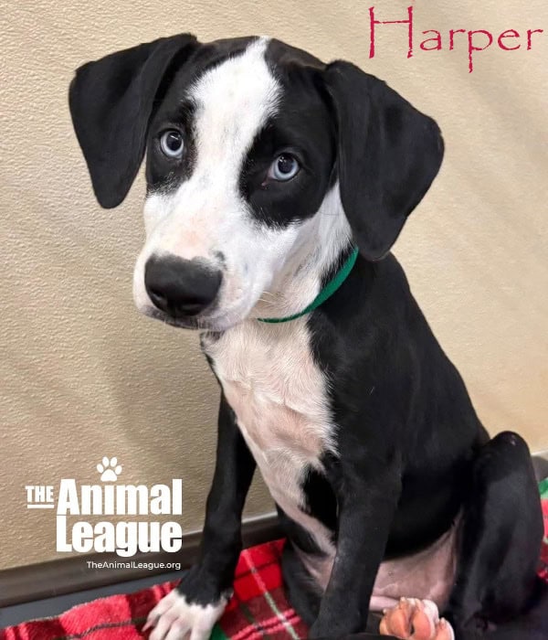 Harper