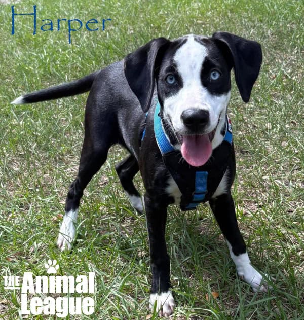 Harper is out on the grass and looks ready to play. Her blue eyes are striking against her black fur, though her snout, forehead and paws are white. Her chest is also showing some white but is covered up by her harness.