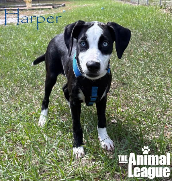 Harper's floppy ears are lifted as though she is listening intently.