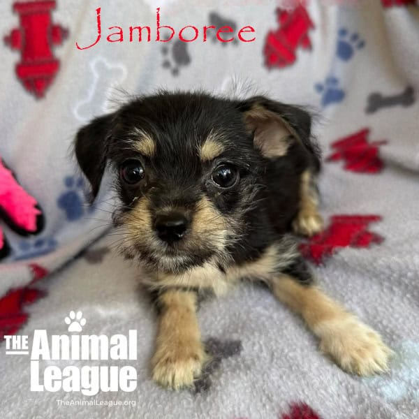 Jamboree is mostly black with tan eyebrows and some tan on her snout but with darker fur under her nose, almost like a bit of a beard. She also has some brown/tan on her legs and chest.