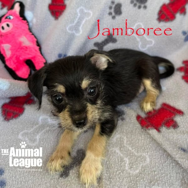 Jamboree is lying down but looks ready to investigate.