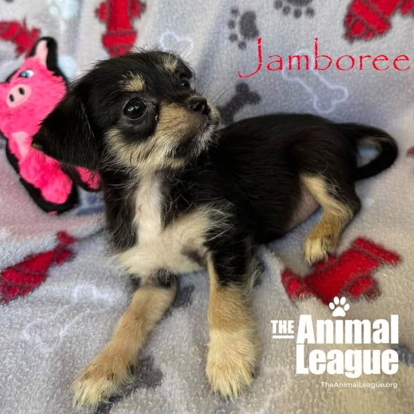 Jamboree is lying more on her side, as though she could be about to ask for belly rubs.