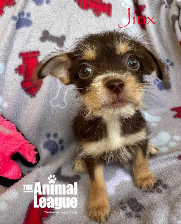 Jinx is looking wide-eyed into the camera. Her head is dark brown with fluffy/wiry, tan eyebrows and a tan and cream snout. Her body is mostly dark brown with a cream inverted T-shape right across her chest. She has one ear up and the other down in the most adorable way.