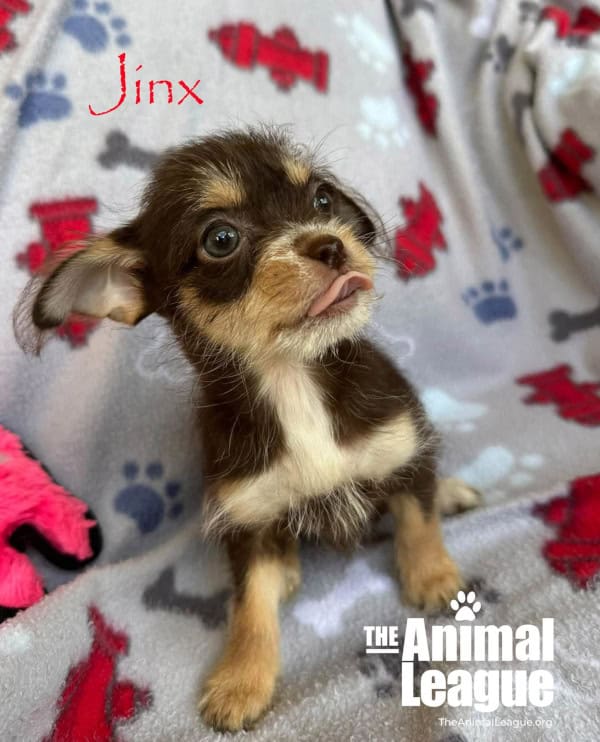 Jinx is sticking her little tongue out.