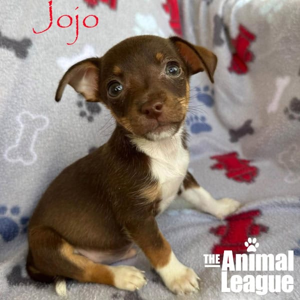 Jojo is mostly dark brown but has a few different shades of brown showing though and white/cream paws and chest. He is the only smooth-haired puppy in the litter.