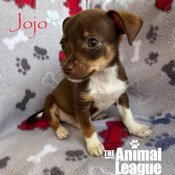 Jojo with her head turned to look away from the camera.