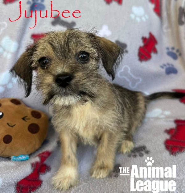 Jujubee wants to be every color! He looks like his ears have been dipped in an ink pot and is sporting a bit of a black moustache too. He has a mottled, dark pattern on his back with some cream on his chest and one paw.