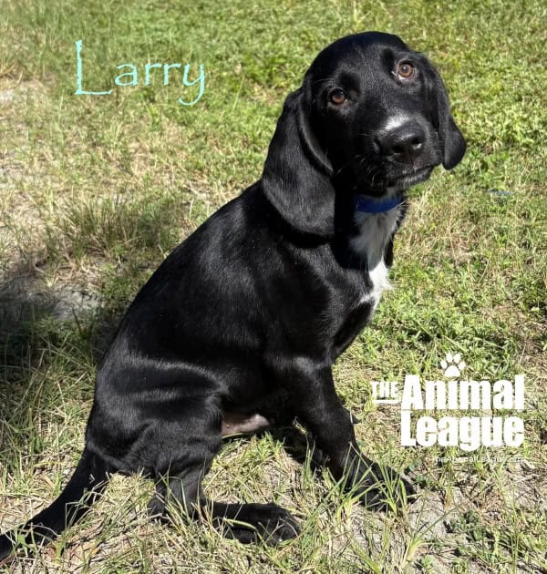 Larry is black with a splash of white on his chest and just above his nose. He looks quite like a labrador but with the longer, floppy ears of a hound. His brown eyes are looking pleadingly in the direction of the camera.
