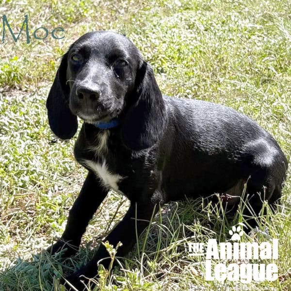 A side view of Moe. His black fur is shining in the sun.