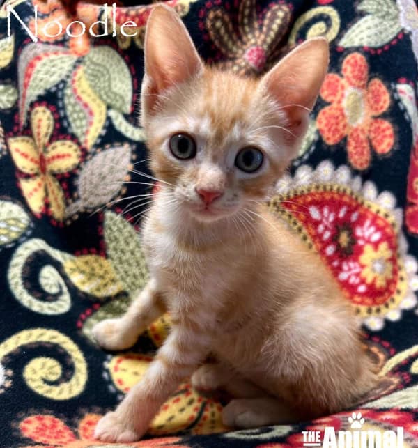 Noodle is a ginger tabby with a little more white showing through on his chest and around his eyes. He is looking curiously at the camera.