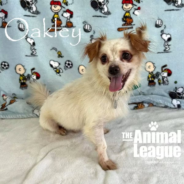 Oakley is nearly all white/cream with fluffy orange/red ears and orange patches around his dark eyes. He has a cream, featherlike tail.