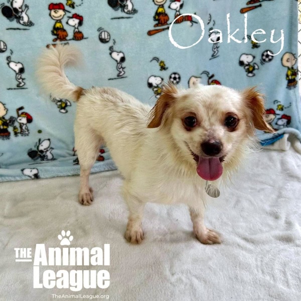 Oakley is standing up, looking ready to play.