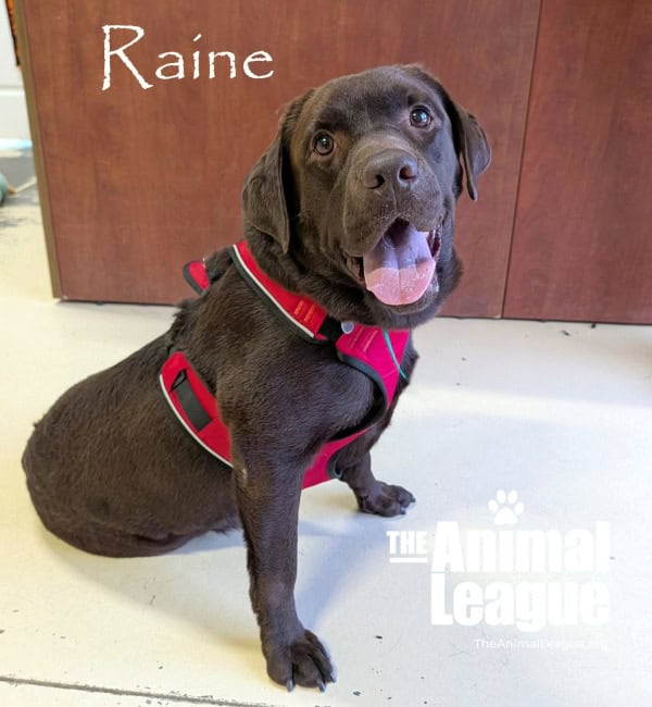 Raine