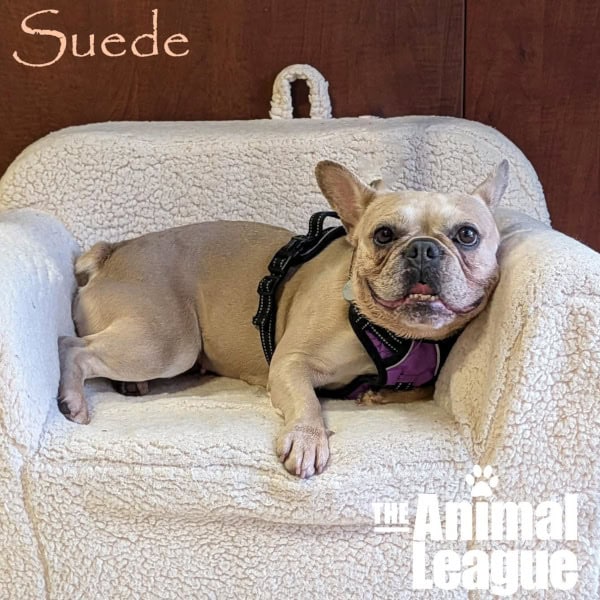 Suede
