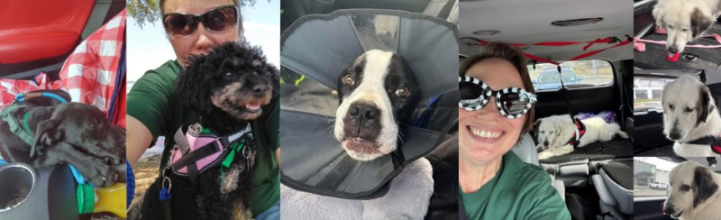 Dogs of all breeds and sizes get transported to the adoption center or medical appointments.