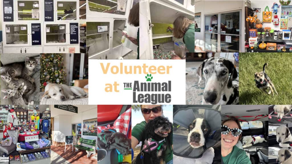Volunteer Vacancies – Could You Spare Some Time To Help Us?