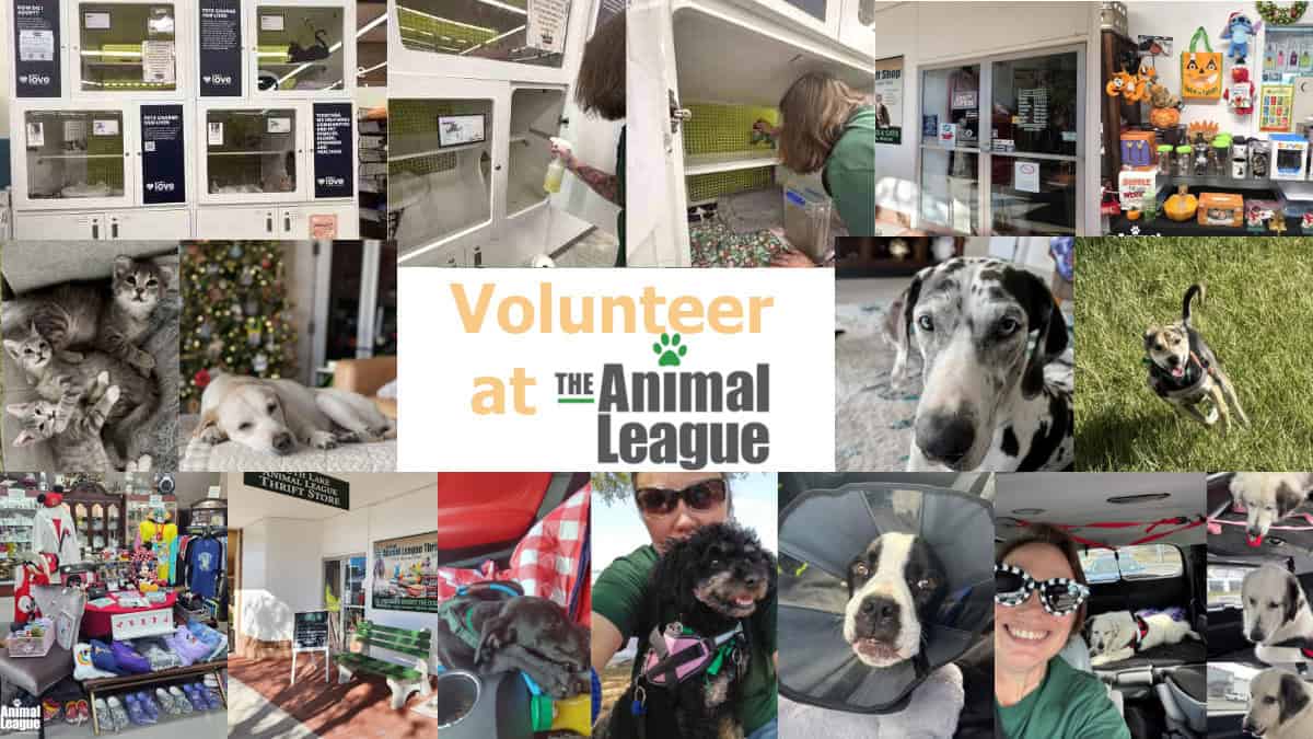 Volunteer Vacancies – Could You Spare Some Time To Help Us?