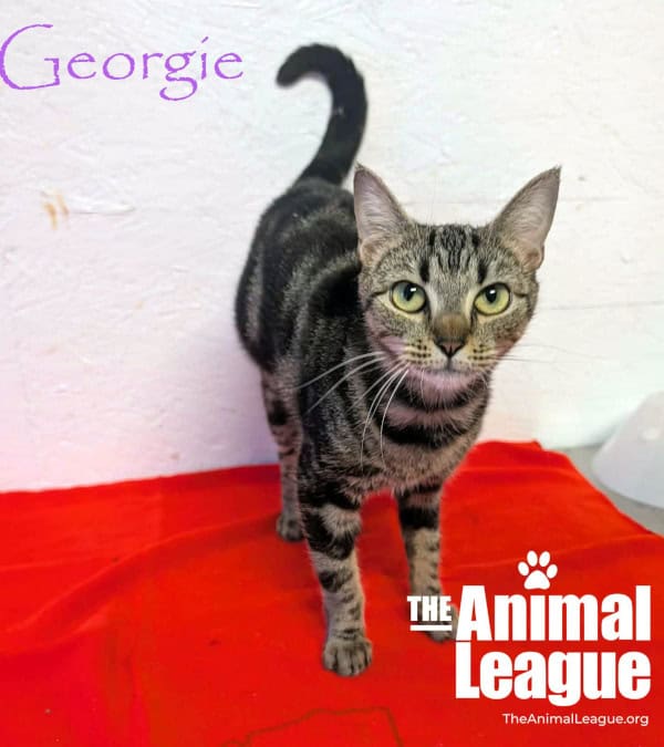 Georgie is a tabby with some thicker dark stripes along her back and legs. She is standing face on to the camera and her green eyes are looking directly into it.