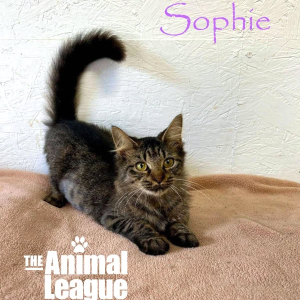 Sophie is a tabby whose coat is looking golden with dark stripes, and has brown/golden eyes that match her coat. She is lying on her tummy with her bushy tail up in the air.